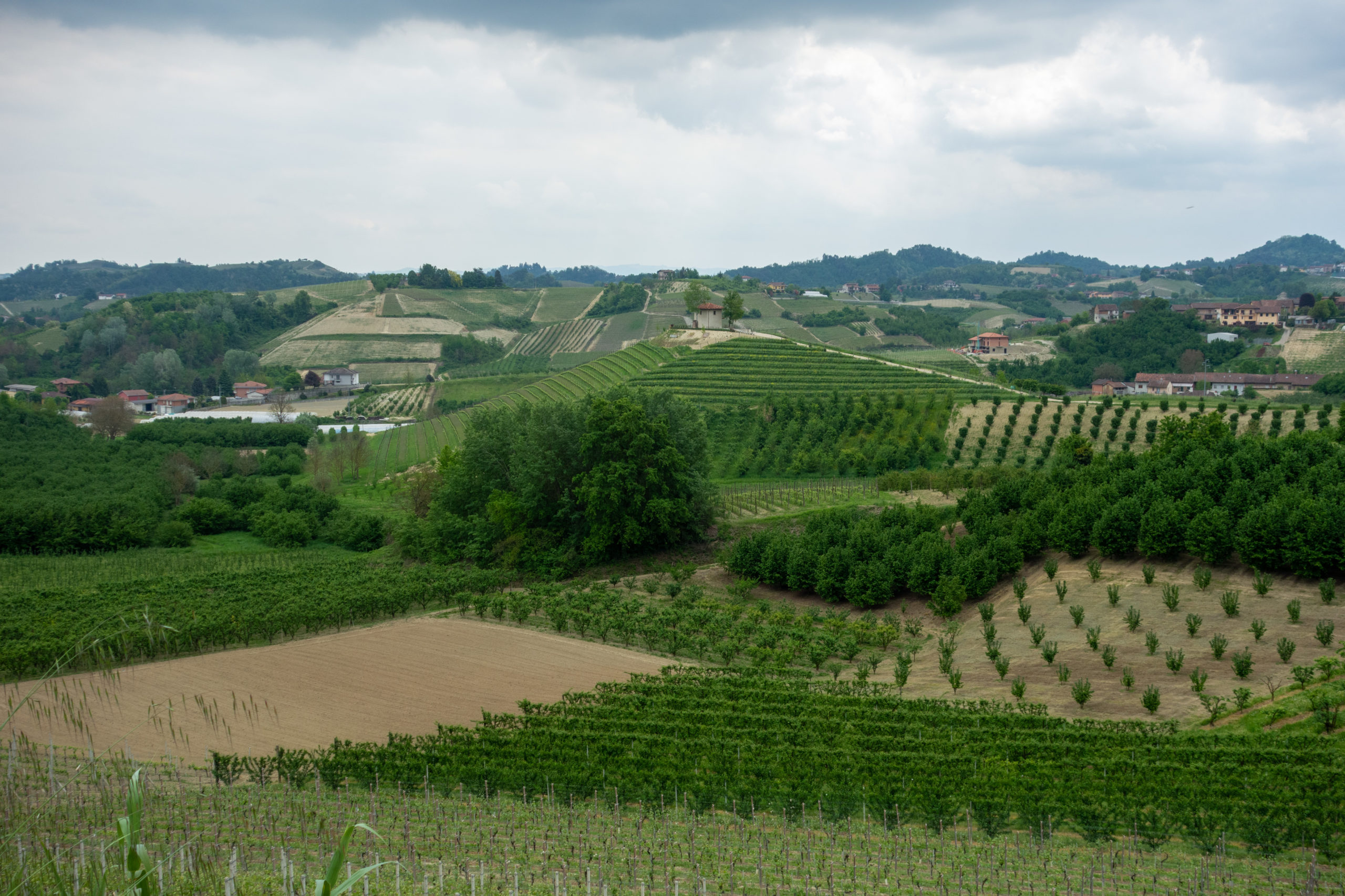 Colline del roero